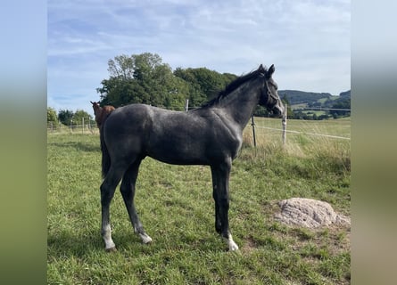 Hanoverian, Stallion, Foal (05/2025), 16.2 hh, Grey