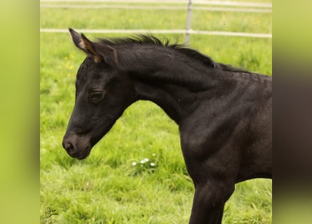 Hanoverian, Stallion, Foal (04/2024), 16,3 hh, Black