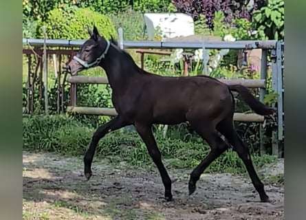 Hanoverian, Stallion, Foal (04/2024), 16,3 hh, Black