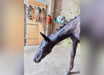 Hanoverian, Stallion, Foal (04/2026), 16.3 hh, Black