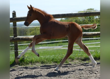 Hanoverian, Stallion, Foal (03/2026), 16.3 hh, Chestnut-Red