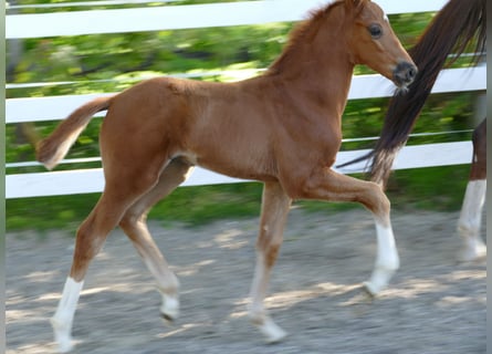 Hanoverian, Stallion, Foal (03/2026), 16.3 hh, Chestnut-Red