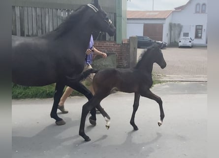 Hanoverian, Stallion, Foal (01/2024), 16,3 hh, Smoky-Black