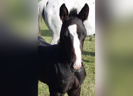 Hanoverian, Stallion, , 16 hh, Can be white