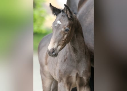 Hanoverian, Stallion, , 16,1 hh, Black