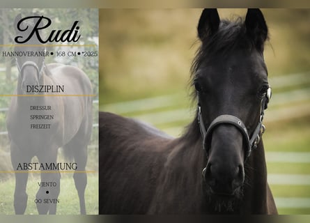 Hanoverian, Stallion, Foal (02/2025), 16,1 hh, Black