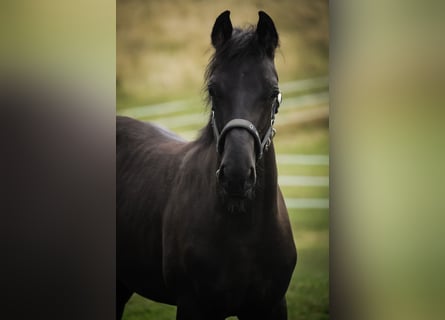 Hanoverian, Stallion, Foal (02/2025), 16,1 hh, Black