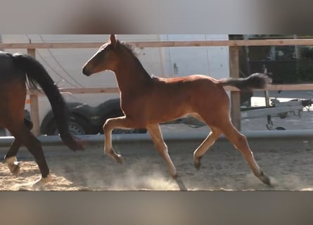 Hanoverian, Stallion, Foal (05/2025), 16,1 hh, Brown Hanoverian, Stallion, Foal (05/2025), 16,1 hh, Brown