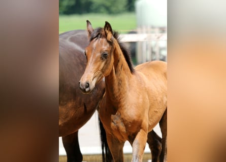 Hanoverian, Stallion, , 16,1 hh, Brown