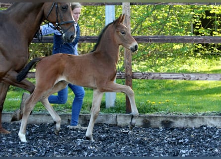Hanoverian, Stallion, , 16,1 hh, Brown