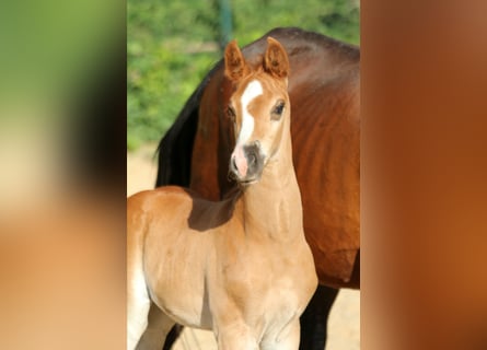 Hanoverian, Stallion, , 16,1 hh, Chestnut