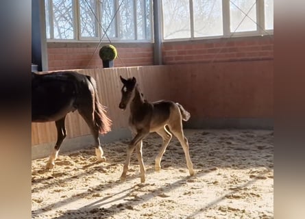 Hanoverian, Stallion, , 16,2 hh, Black