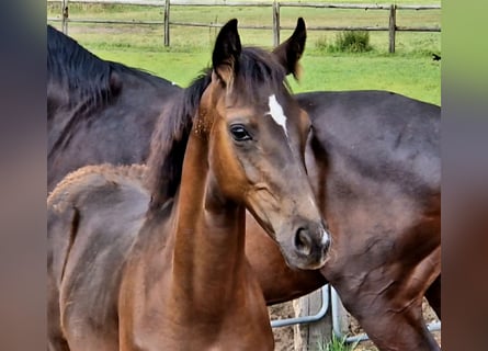 Hanoverian, Stallion, , 16,2 hh, Black