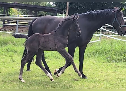 Hanoverian, Stallion, Foal (05/2025), 16,2 hh, Black