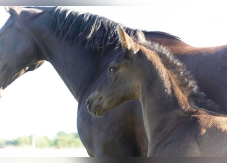 Hanoverian, Stallion, , 16,2 hh, Black