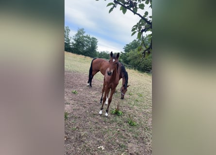 Hanoverian, Stallion, Foal (03/2025), 16,2 hh, Brown