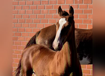 Hanoverian, Stallion, Foal (05/2025), 16,2 hh, Brown