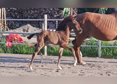 Hanoverian, Stallion, , 16,2 hh, Brown