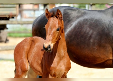 Hanoverian, Stallion, , 16,2 hh, Brown