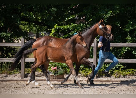 Hanoverian, Stallion, , 16,2 hh, Brown