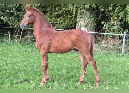 Hanoverian, Stallion, Foal (06/2025), 16,2 hh, Chestnut