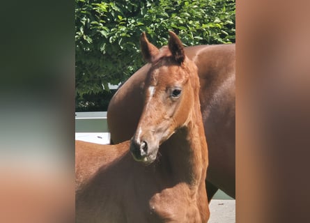 Hanoverian, Stallion, Foal (05/2025), 16,2 hh, Chestnut