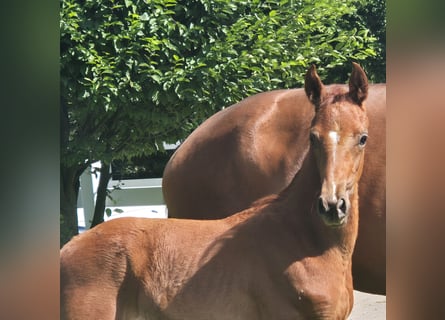 Hanoverian, Stallion, , 16,2 hh, Chestnut