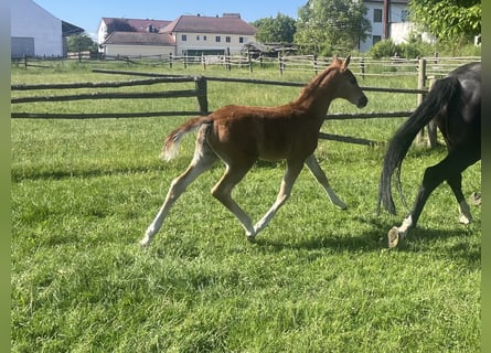 Hanoverian, Stallion, , 16,2 hh, Chestnut