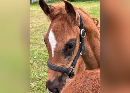 Hanoverian, Stallion, , 16,2 hh, Chestnut