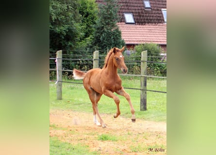 Hanoverian, Stallion, , 16,2 hh, Chestnut