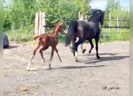 Hanoverian, Stallion, , 16,2 hh, Chestnut-Red