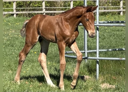 Hanoverian, Stallion, , 16,2 hh, Chestnut-Red