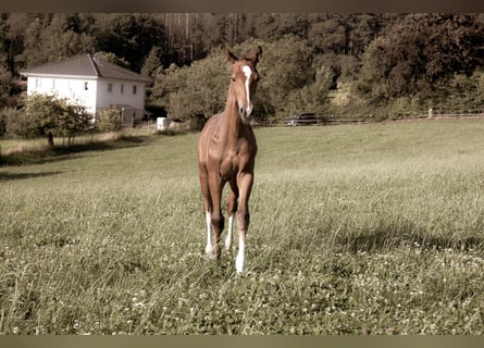 Hanoverian, Stallion, Foal (05/2025), 16,2 hh, Chestnut-Red