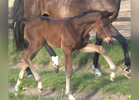 Hanoverian, Stallion, , 16,3 hh, Bay-Dark