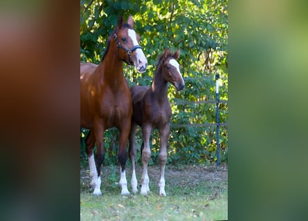 Hanoverian, Stallion, Foal (07/2025), 16,3 hh, Brown