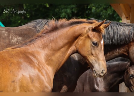 Hanoverian, Stallion, Foal (03/2025), 16,3 hh, Chestnut