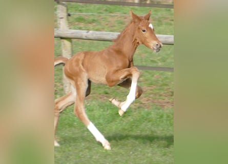 Hanoverian, Stallion, Foal (03/2026), 16,3 hh, Chestnut-Red