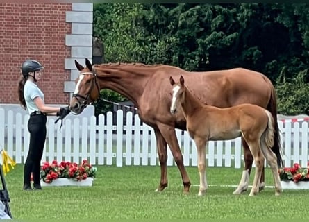 Hanoverian, Stallion, , 16,3 hh, Chestnut-Red