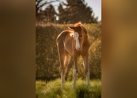 Hanoverian, Stallion, , 16,3 hh, Chestnut-Red