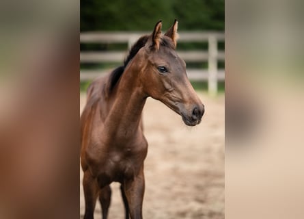 Hanoverian, Stallion, Foal (04/2025), 16,3 hh