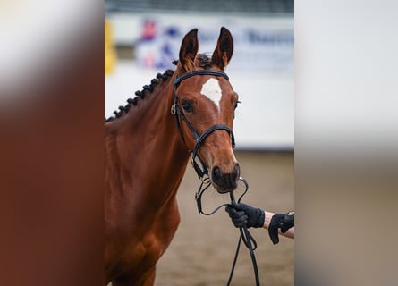 Hanoverian, Stallion, Foal (03/2024), 17 hh, Bay