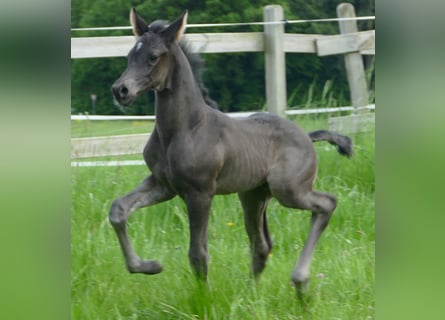 Hanoverian, Stallion, Foal (05/2024), 17 hh, Black