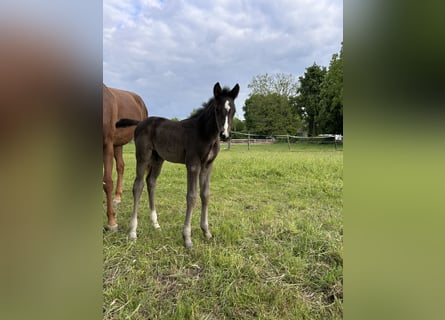 Hanoverian, Stallion, , 17 hh, Black