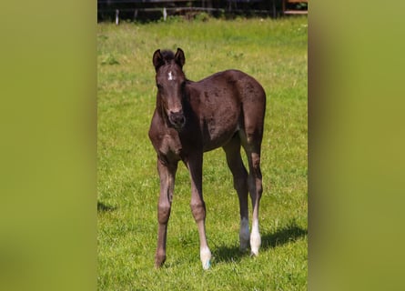 Hanoverian, Stallion, Foal (04/2025), 17 hh, Black