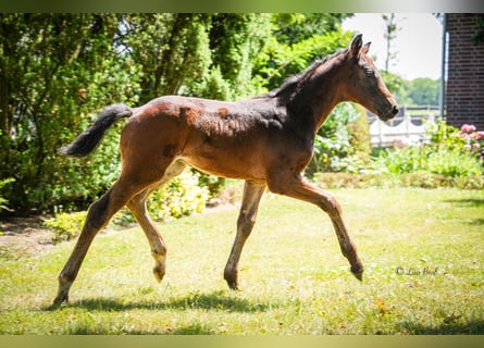 Hanoverian, Stallion, , 17 hh, Brown