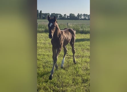 Hanoverian, Stallion, , 17 hh, Brown