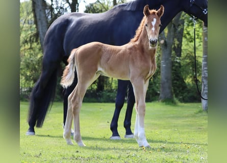 Hanoverian, Stallion, , 17 hh, Chestnut-Red