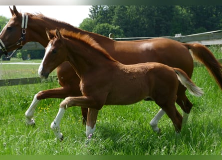 Hanoverian, Stallion, Foal (03/2026), 17 hh, Chestnut-Red