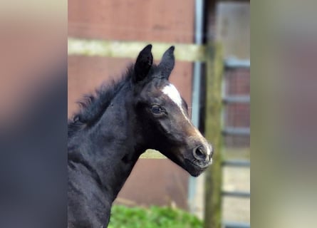 Hanoverian, Stallion, Foal (03/2024), 17 hh, Gray