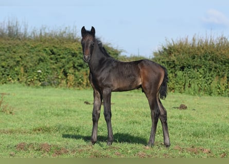 Hanoverian, Stallion, Foal (06/2024), 17 hh, Gray